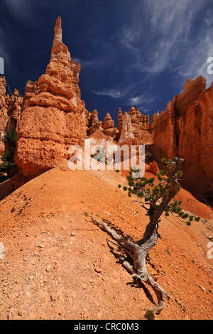 Formazioni rocciose e le hoodoos, Sunrise Point, Parco Nazionale di Bryce Canyon, Utah, Stati Uniti d'America, STATI UNITI D'AMERICA Foto Stock