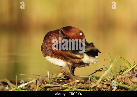 Moretta tabaccata (Aythya nyroca) preening maschio Foto Stock