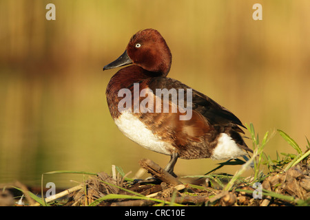 Moretta tabaccata (Aythya nyroca) maschio Foto Stock