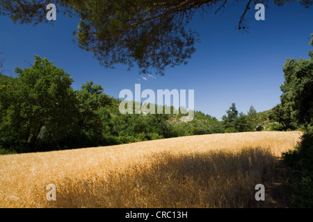 Sainte Victoire montagna, Cezanne Aix en Provence, Francia. Foto Stock