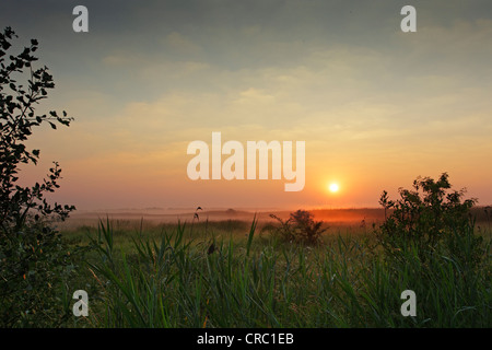 Basso nebbia appesa sopra le infinite pianure erbose del Hortobagy parco nazionale in Ungheria Foto Stock