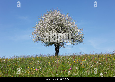 Blooming apple tree (Malus) in meadow, Oberstaufen, Allgaeu, Swabia, Bavaria, Germany, Europe Foto Stock