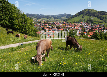 Le vacche di fronte a Oberstaufen, Superiore Allgaeu, Allgaeu, Svevia, Baviera, Germania, Europa PublicGround Foto Stock