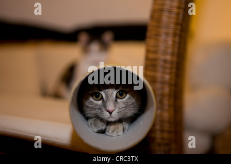Un gatto ha strisciato in un tubo di poster che giace su una sedia Foto Stock
