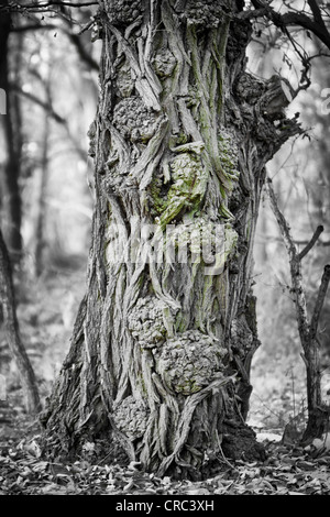 Il tronco di un vecchio albero di Acero (Acer sp.) in una foresta vicino Potsdam-Paaren, Brandeburgo, Germania, Europa Foto Stock