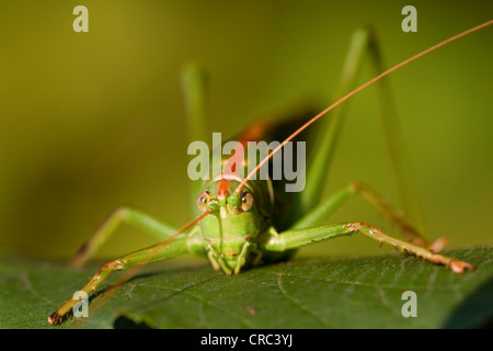 Cavalletta gigante (Tropidacris collaris) seduti su un seaf, vista in dettaglio Foto Stock