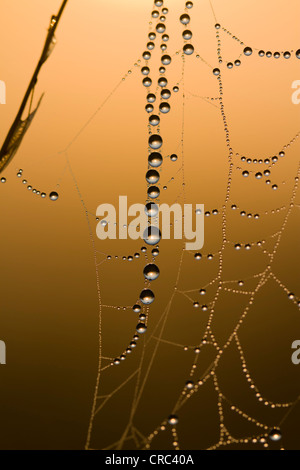 Dewdrops appeso a un filo sottile di una tela di ragno nella calda luce del mattino Foto Stock