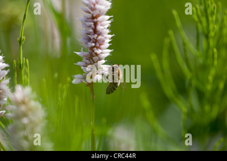 Bee (api sp.), per raccogliere il polline da Bistort o bistort comune (Polygonum bistorta), Germania, Europa Foto Stock