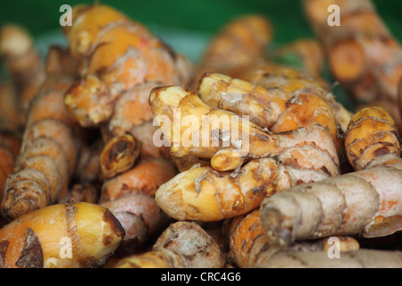 Lo zenzero (Zingiber officinale) per la vendita nel mercato a Pune, India Foto Stock