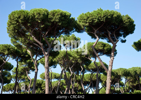 Pino domestico (Pinus pinea), il parco di Villa Borghese, Roma, Italia, Europa Foto Stock