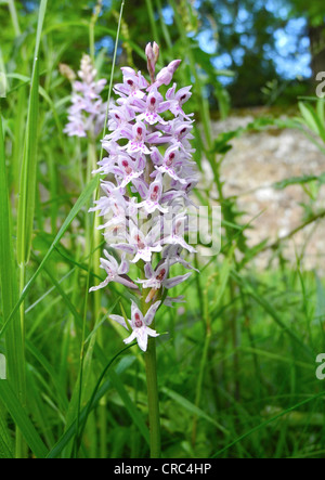 Il Comune di maculato (orchidea Dactylorhiza fuchsii) è un frequente di specie di orchidee europea. Foto Stock