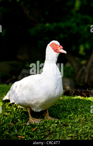 Anatra muta (Cairina moschata) Foto Stock