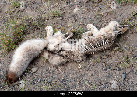 Nasello di Patagonia Gray Fox (Dusicyon griseus) morti Estancia Bon Accord El Calafate Santa Cruz provincia Sud Patagonia Argentina Foto Stock