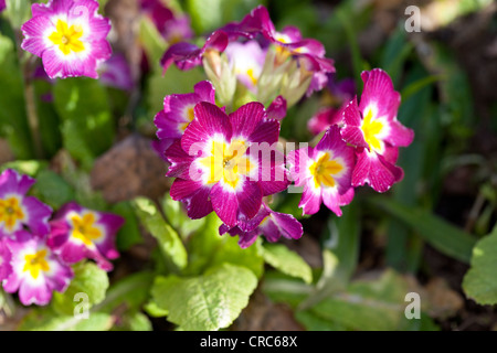 Primula comune (Primula vulgaris) Foto Stock