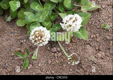 Il trifoglio bianco (Trifolium repens) fiori sul carbone miniera wasteland Rio Turbio Santa Cruz Provincia Patagonia Argentina Foto Stock