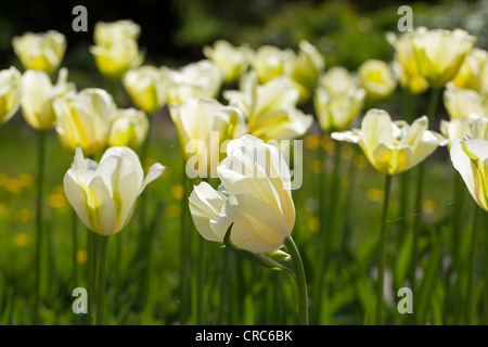 'Spring verde' Viridiflora Tulip, Viridifloratulpan (Tulipa gesneriana) Foto Stock