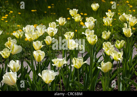 'Spring verde' Viridiflora Tulip, Viridifloratulpan (Tulipa gesneriana) Foto Stock