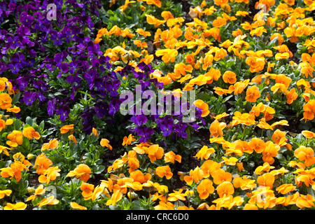 'Sorbet Orange Duet F1' giardino pansy, Brokviol (Viola x wittrockiana) Foto Stock