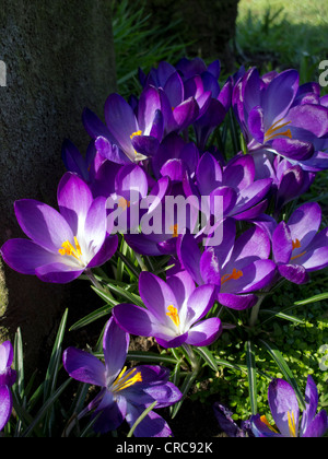 Crocus a fioritura delle piante nella campagna inglese e parte della famiglia Iris REGNO UNITO Foto Stock