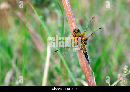 Un quattro-spotted chaser a riposo Dorset Regno Unito Foto Stock