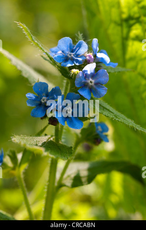 Verde, Alkanet Pentaglottis sempervirens Foto Stock