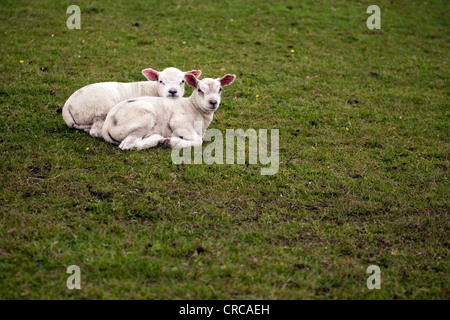 Due agnelli di riposo in un campo insieme Foto Stock