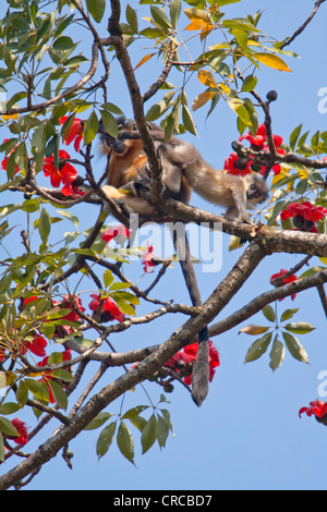 Tappate langurs (Trachypithecus pileatus), Manas National Park, Assam, India Foto Stock