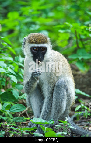 Ritratto di una scimmia in Mzima Springs National Park. Kenya, Africa orientale. Foto Stock