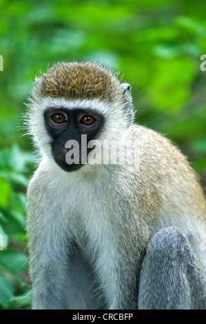 Ritratto di una scimmia in Mzima Springs National Park. Kenya, Africa orientale. Foto Stock