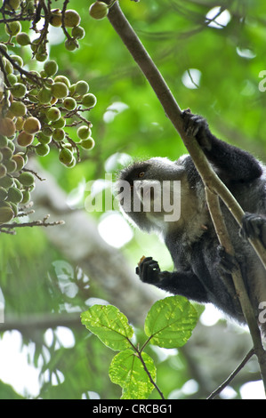 Ritratto di una scimmia in Mzima Springs National Park. Kenya, Africa orientale. Foto Stock