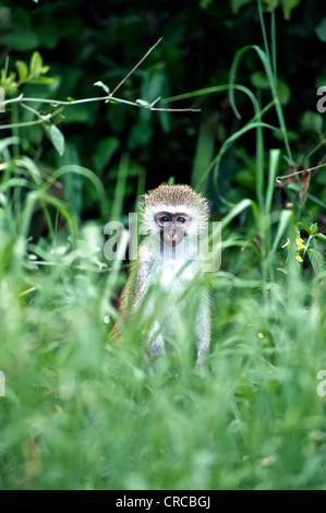 Ritratto di una scimmia in Mzima Springs National Park. Kenya, Africa orientale. Foto Stock