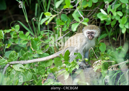 Ritratto di una scimmia in Mzima Springs National Park. Kenya, Africa orientale. Foto Stock