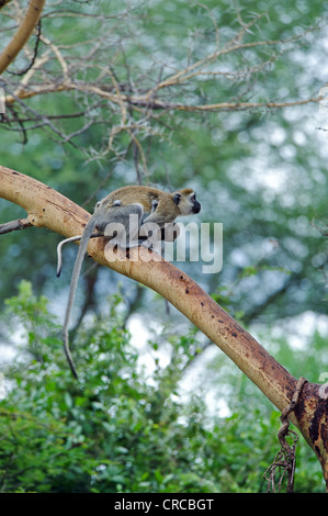 Ritratto di una scimmia in Mzima Springs National Park. Kenya, Africa orientale. Foto Stock