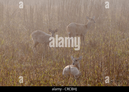 Il Porco cervo (Hyelaphus porcinus), il Parco Nazionale di Kaziranga, Assam, India Foto Stock