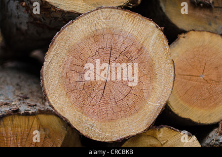 Pila di ceppo di albero per lo sfondo Foto Stock