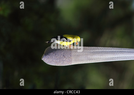 Oro Finch maschio su thistle sementi borsa alimentatore Foto Stock