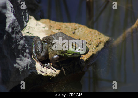 American Bullfrog seduto su una roccia in uno stagno Foto Stock