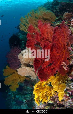 Colorati misti appassionati del mare, Wakatobi., Sulawesi Tenggara, Indonesia. Foto Stock