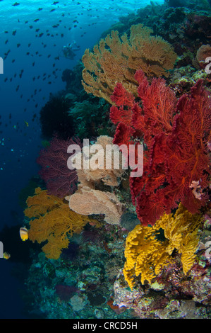 Colorati misti appassionati del mare, Wakatobi., Sulawesi Tenggara, Indonesia. Foto Stock