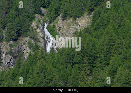 Acqua-rientrano tra i larici, Cogne, Valle d'Aosta, Italia Foto Stock