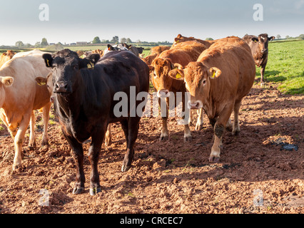 Limousin e belga mucche blu in campo sulla fattoria nel Gloucestershire England Regno Unito. Foto Stock