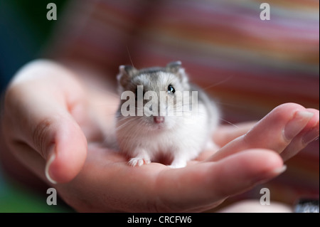 Nana Djungarian Hamster (Phodopus sungorus) seduto sul lato di una donna Foto Stock