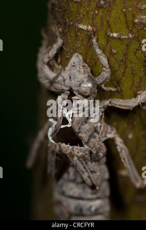 Dragon fly caso Foto Stock