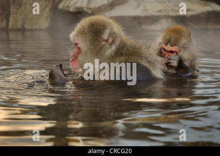 Macaque giapponese (Macaca fuscata) governare in una primavera calda, Jigokudani Monkey Park, Nagano, Giappone Foto Stock