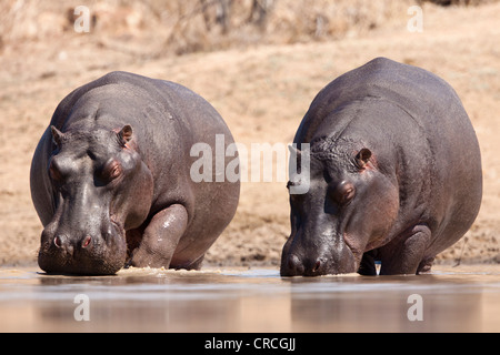 Ippopotami (Hippopotamus amphibius) bere in un waterhole, tshukudu game lodge, hoedspruit, maggiore parco nazionale Kruger Foto Stock