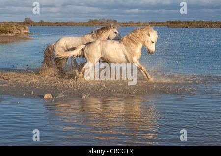 Camargue Cavalli Stalloni combattimenti nell'acqua, Bouches du Rhône, Francia Foto Stock