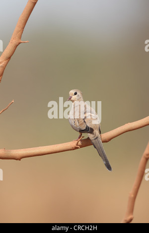 Namaqua Colomba (Oena capensis) Foto Stock