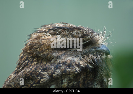 Bruno Frogmouth (Podargus strigoides) captive Foto Stock