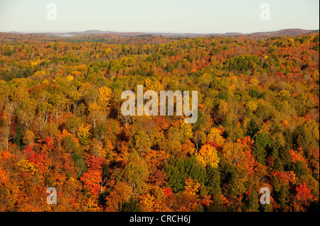 Colori d'autunno foresta da sopra, Algonquin Provincial Park, Ontario, Canada Foto Stock