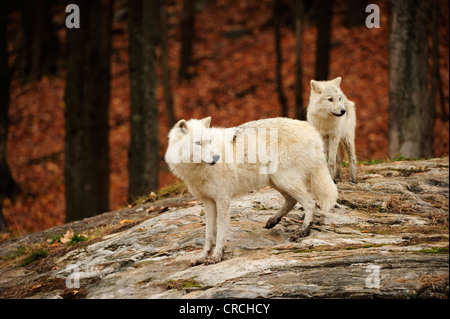 Lupi polari, lupi bianco artico o il lupo (Canis lupus arctos) esaminando la distanza, Canada Foto Stock